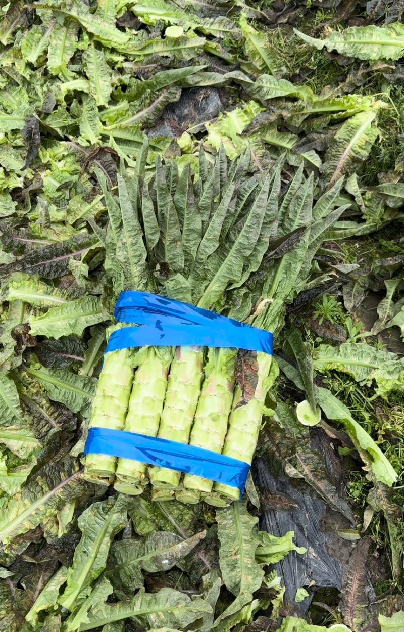 精品红尖叶，不空心，不冒苔，杆子亮堂，无黑疤
