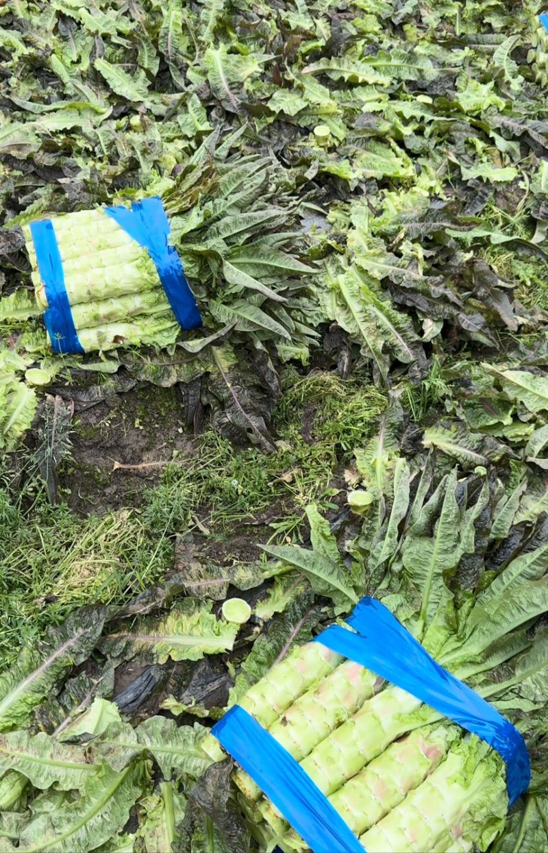 精品红尖叶，不空心，不冒苔，杆子亮堂，无黑疤