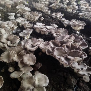 【优质推荐】河南濮阳灵芝菇大量上市，保质保量，欢迎咨询