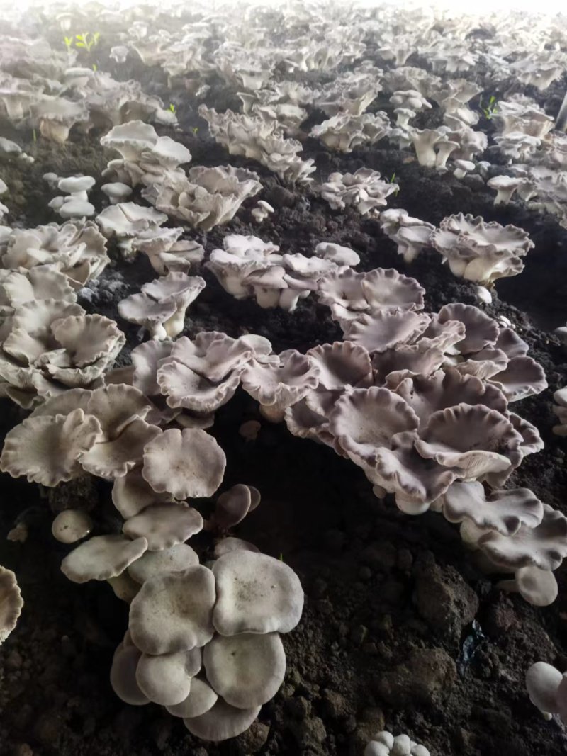 【优质推荐】河南濮阳灵芝菇大量上市，保质保量，欢迎咨询