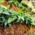 金果榄苗地苦胆苗驯化苗金果榄种籽地苦胆种植苗