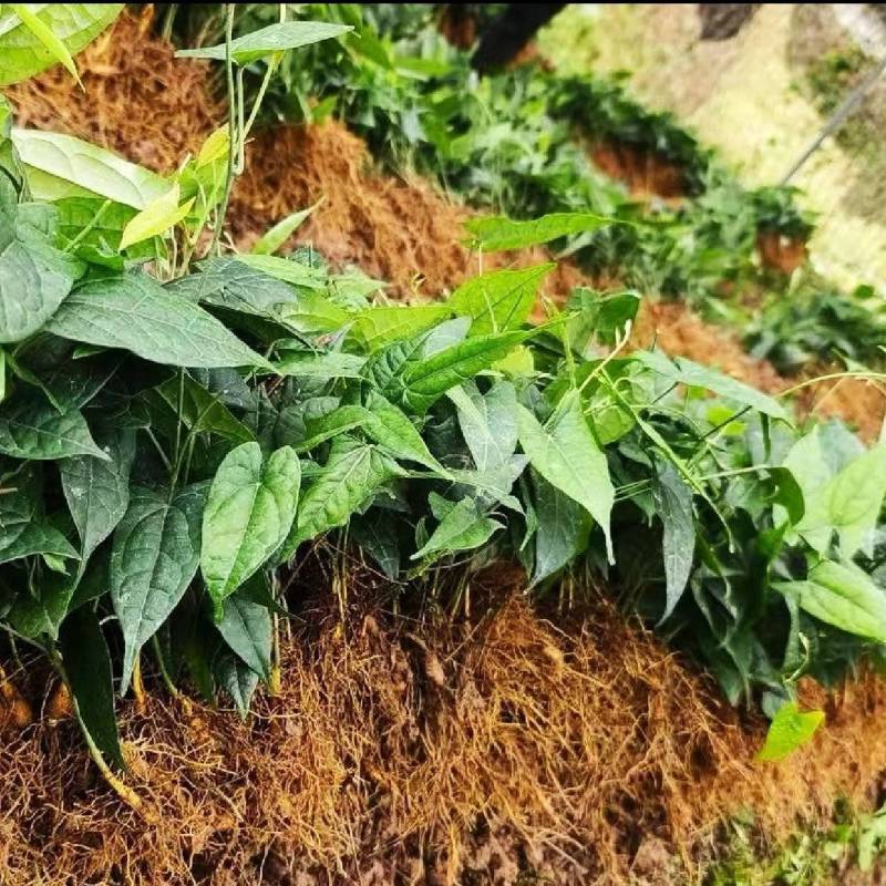 金果榄苗地苦胆苗驯化苗金果榄种籽地苦胆种植苗