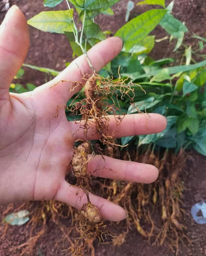 金果榄苗地苦胆苗驯化苗金果榄种籽地苦胆种植苗