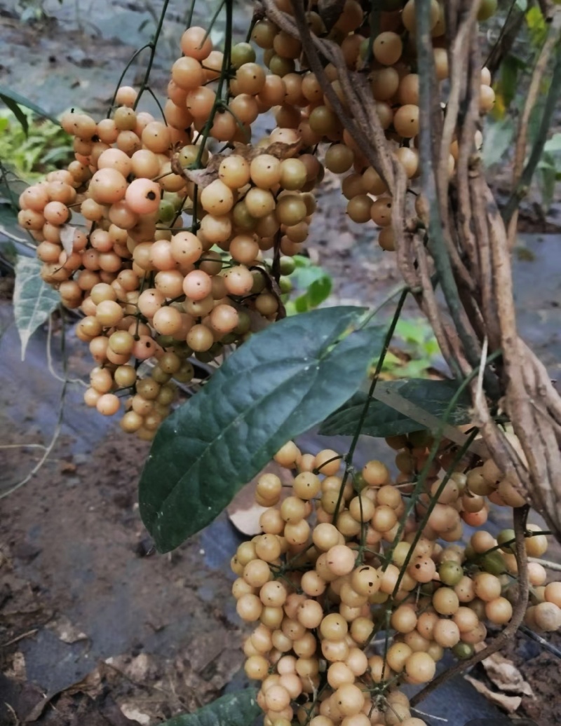 金果榄苗地苦胆苗驯化苗金果榄种籽地苦胆种植苗