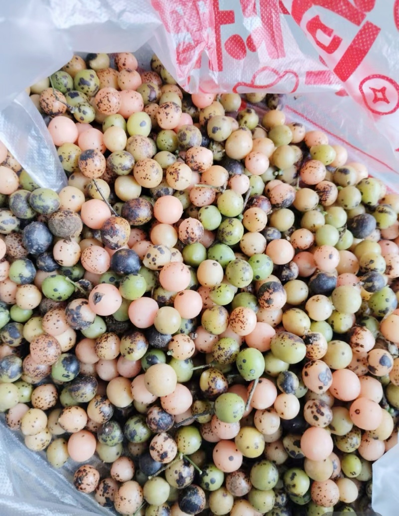 金果榄苗地苦胆苗驯化苗金果榄种籽地苦胆种植苗