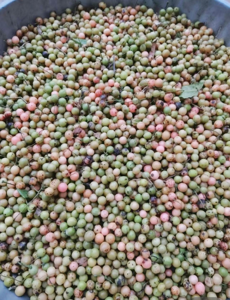 金果榄苗地苦胆苗驯化苗金果榄种籽地苦胆种植苗