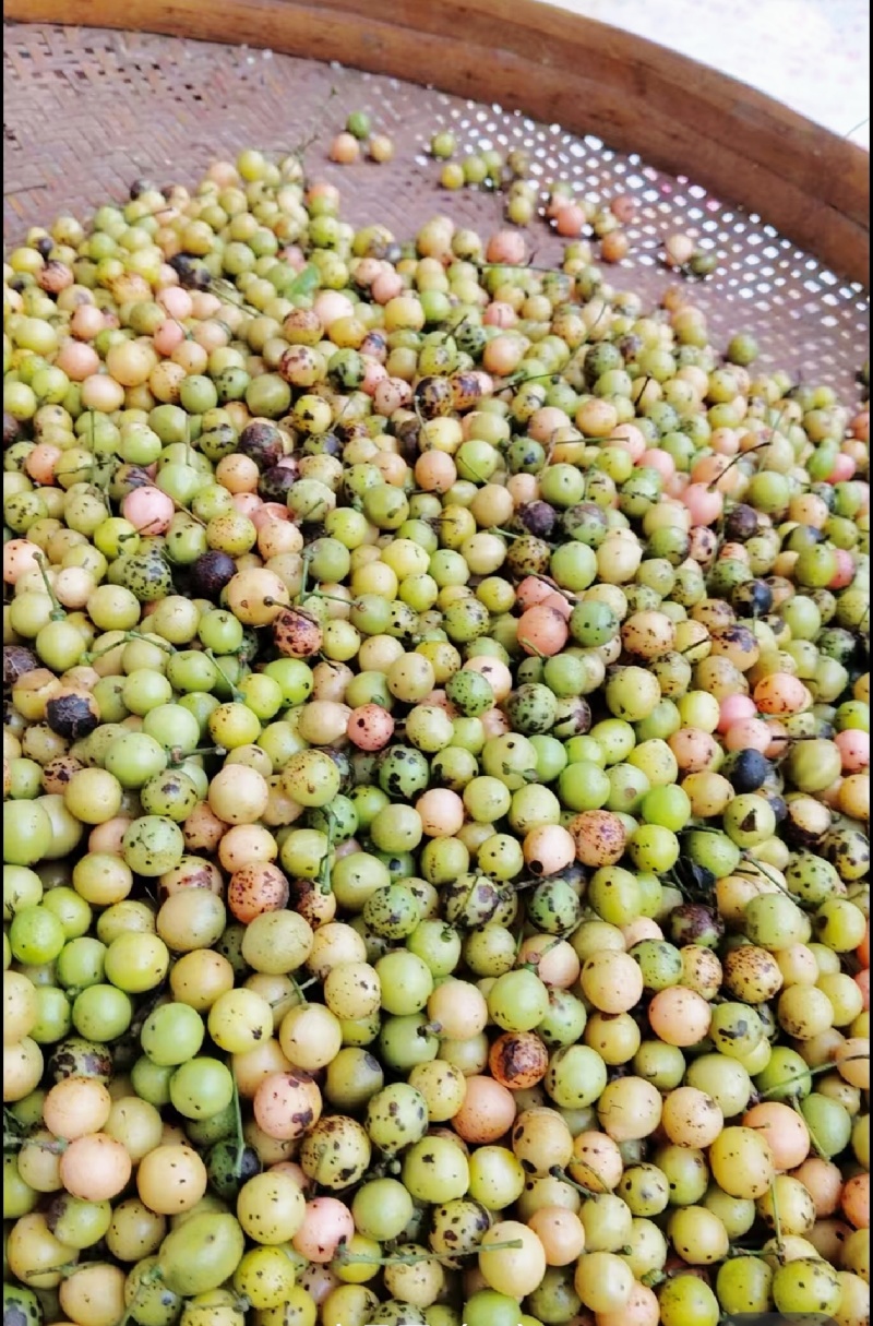 金果榄苗地苦胆苗驯化苗金果榄种籽地苦胆种植苗