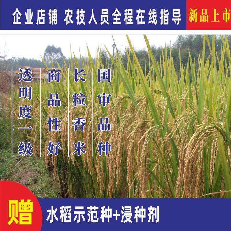 水稻种子抗倒性好抗病强米饭清香国审品种国标一级香米丝苗稻