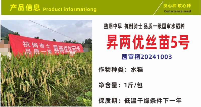水稻种子抗倒性好抗病强米饭清香国审品种国标一级香米丝苗稻