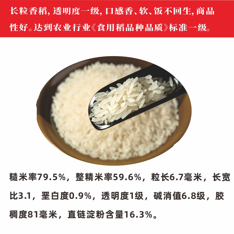 水稻种子抗倒性好抗病强米饭清香国审品种国标一级香米丝苗稻