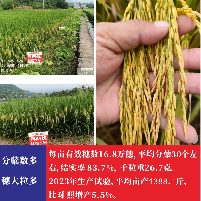 水稻种子抗倒性好抗病强米饭清香国审品种国标一级香米丝苗稻