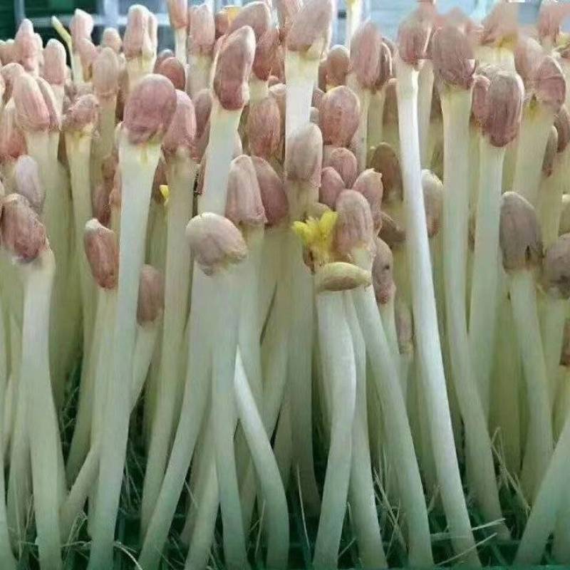 花生芽大量供应，一手货源，价格优惠，欢迎采购