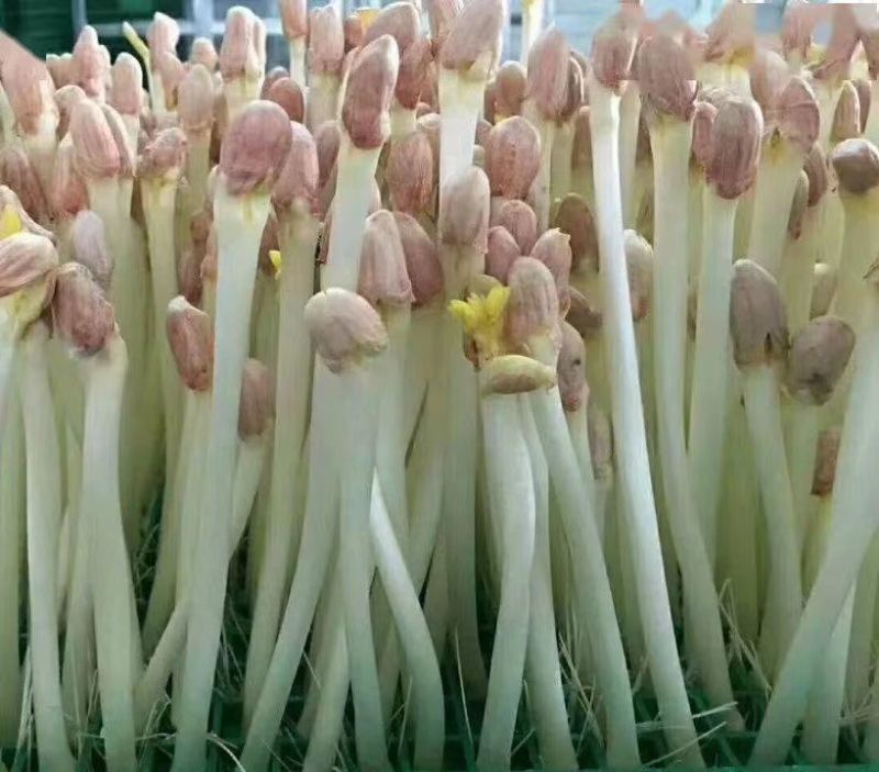 花生芽大量供应，一手货源，价格优惠，欢迎采购