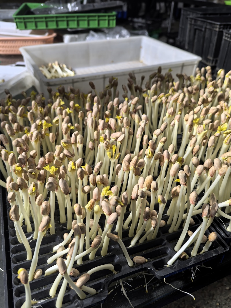 花生芽大量供应，一手货源，价格优惠，欢迎采购