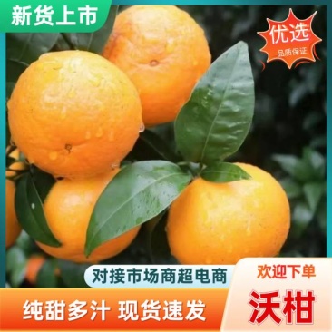 产地直发，广西沃柑，现摘现发，一手货源，诚心经营。