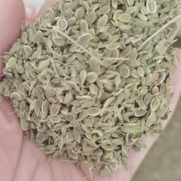 纯新前胡种子，干净无杂质，欢迎新老朋友下单