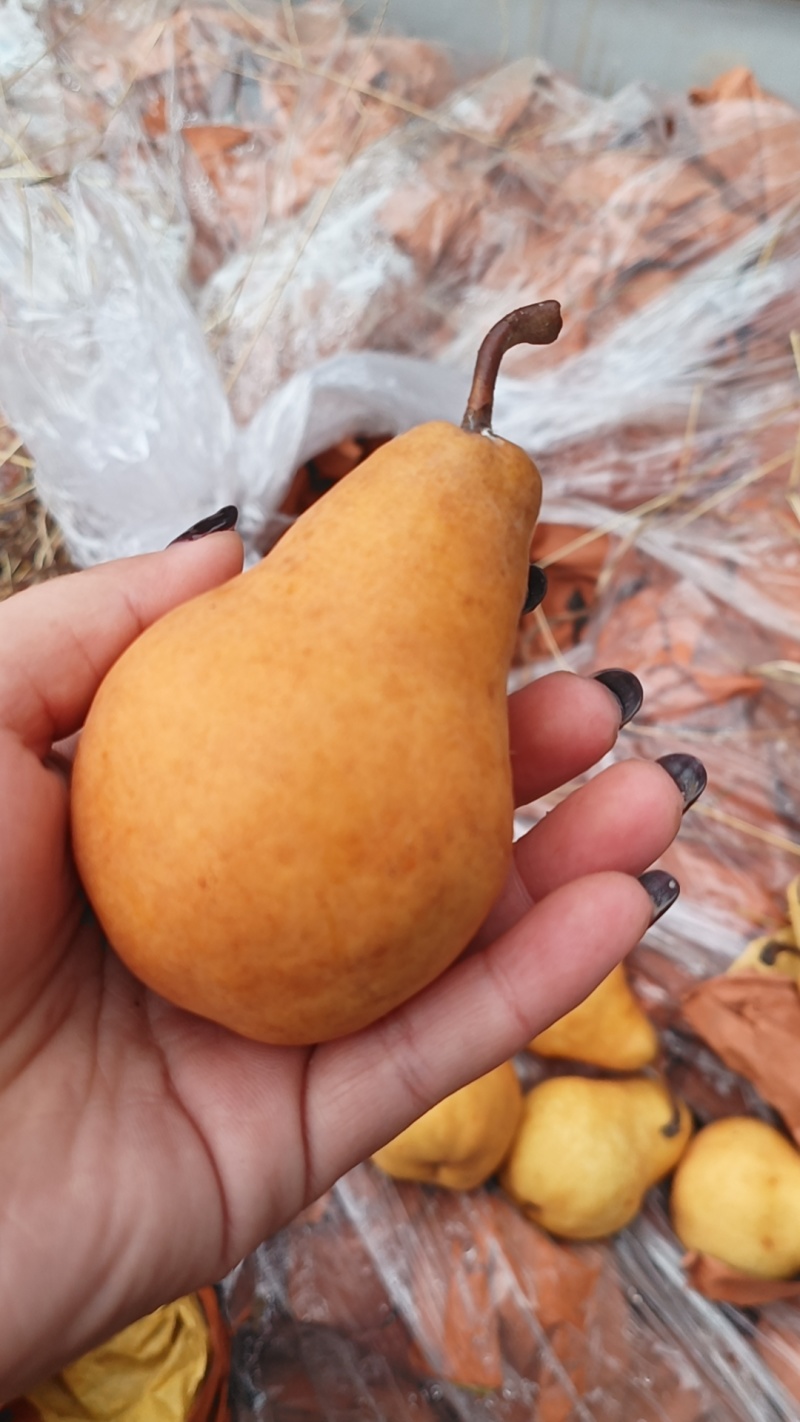 丑梨。大果小果都有。价格便宜