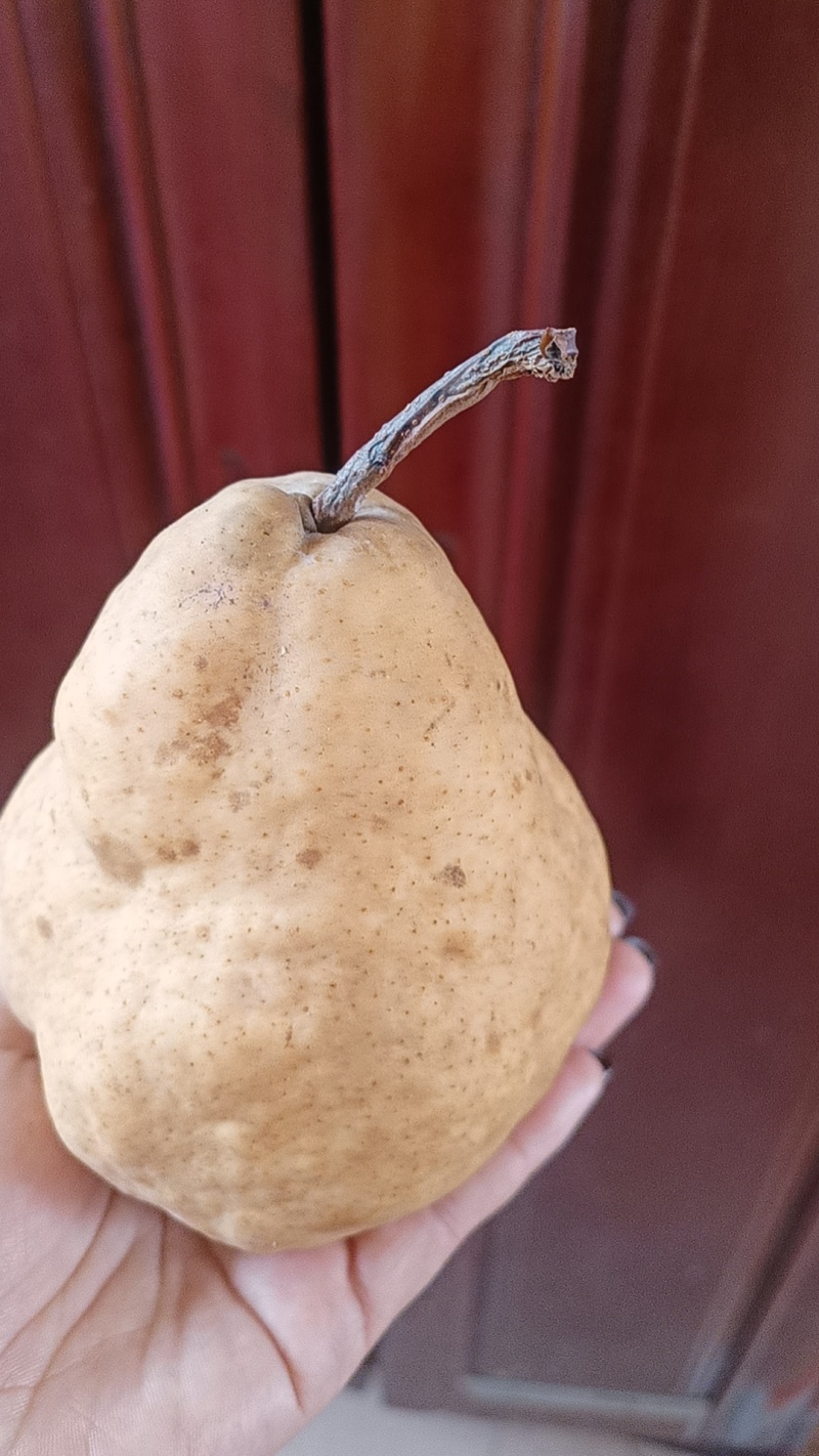丑梨。大果小果都有。价格便宜