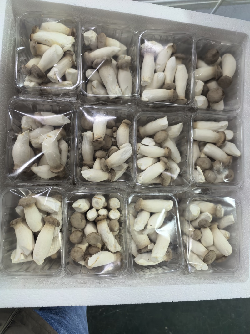 瓶栽杏鲍菇，150g250g拖盒装，可出口