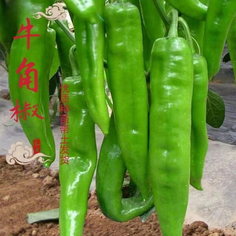 精品穴盘灯笼辣椒苗产地直发货源充足价格优惠易存货包售后