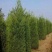 基地大量出售1米5-2米5蜀桧（也叫塔柏）