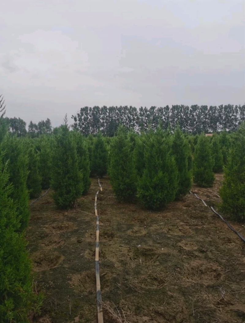 基地大量出售1米5-2米5蜀桧（也叫塔柏）