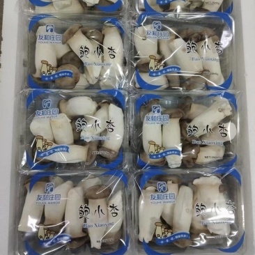 瓶栽杏鲍菇，150g250g拖盒装，可出口