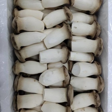 瓶栽杏鲍菇，大包规，口感好，菇型好