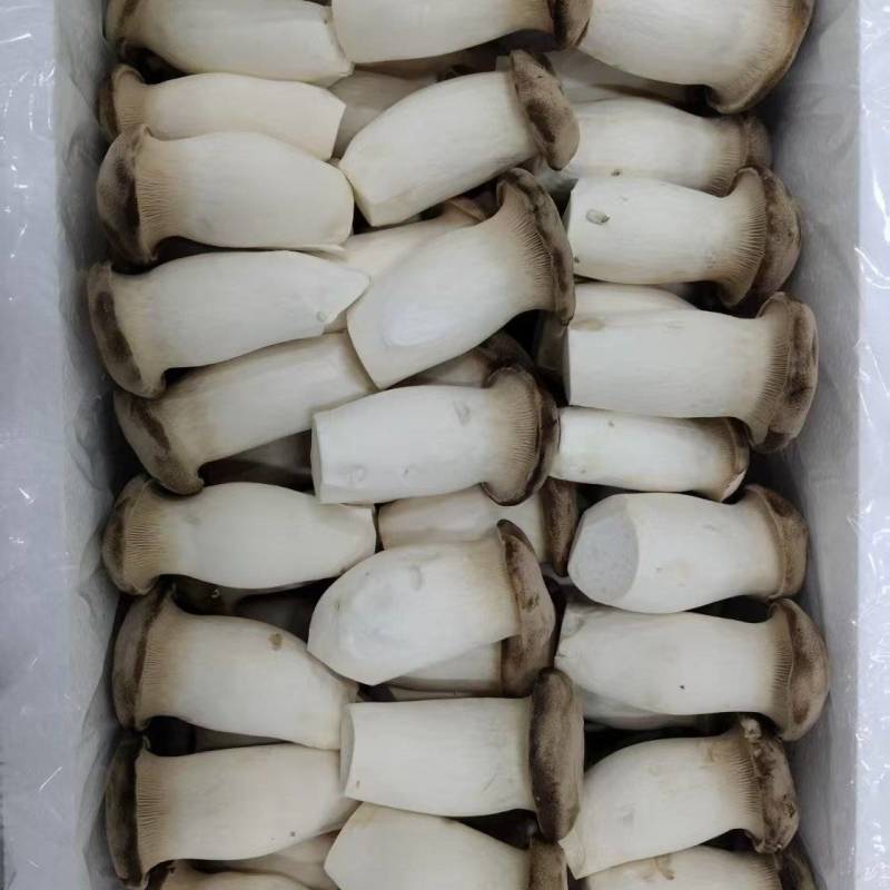瓶栽杏鲍菇，大包规，口感好，菇型好