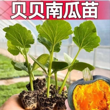 贝贝南瓜苗软糯香甜贝贝口感南瓜苗黑宝贝贝苗进口苗