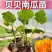 贝贝南瓜苗软糯香甜贝贝口感南瓜苗黑宝贝贝苗进口苗
