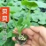贝贝南瓜苗软糯香甜贝贝口感南瓜苗黑宝贝贝苗进口苗