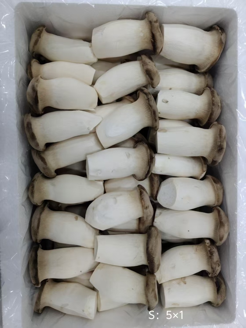 瓶栽杏鲍菇，大包规，口感好，菇型好