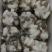 瓶栽杏鲍菇，大包规，口感好，菇型好