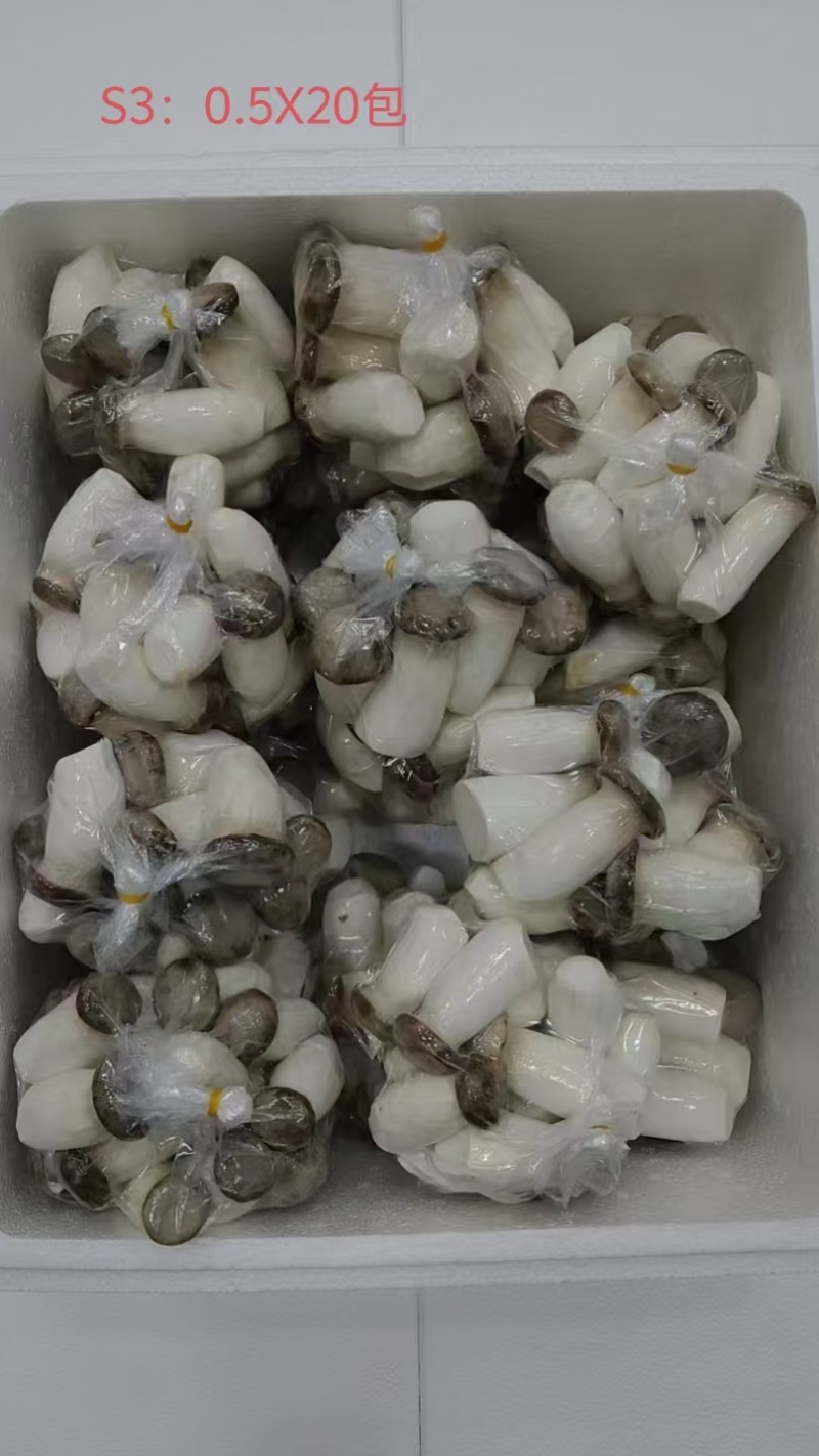 瓶栽杏鲍菇，大包规，口感好，菇型好