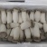 瓶栽杏鲍菇，大包规，口感好，菇型好