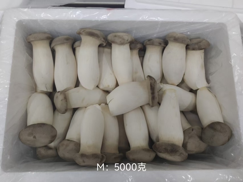 瓶栽杏鲍菇，大包规，口感好，菇型好