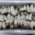 瓶栽杏鲍菇，大包规，口感好，菇型好