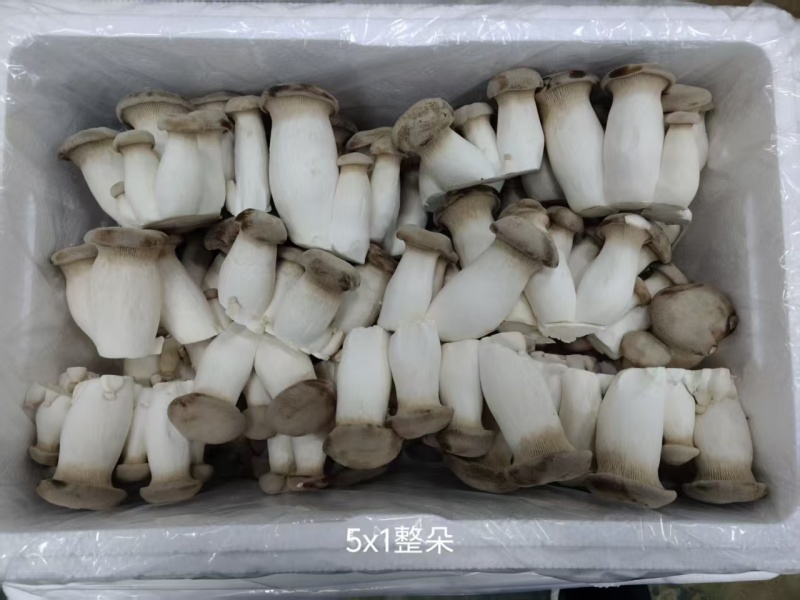 瓶栽杏鲍菇，大包规，口感好，菇型好