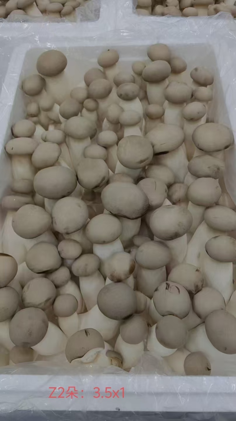 瓶栽杏鲍菇，大包规，口感好，菇型好