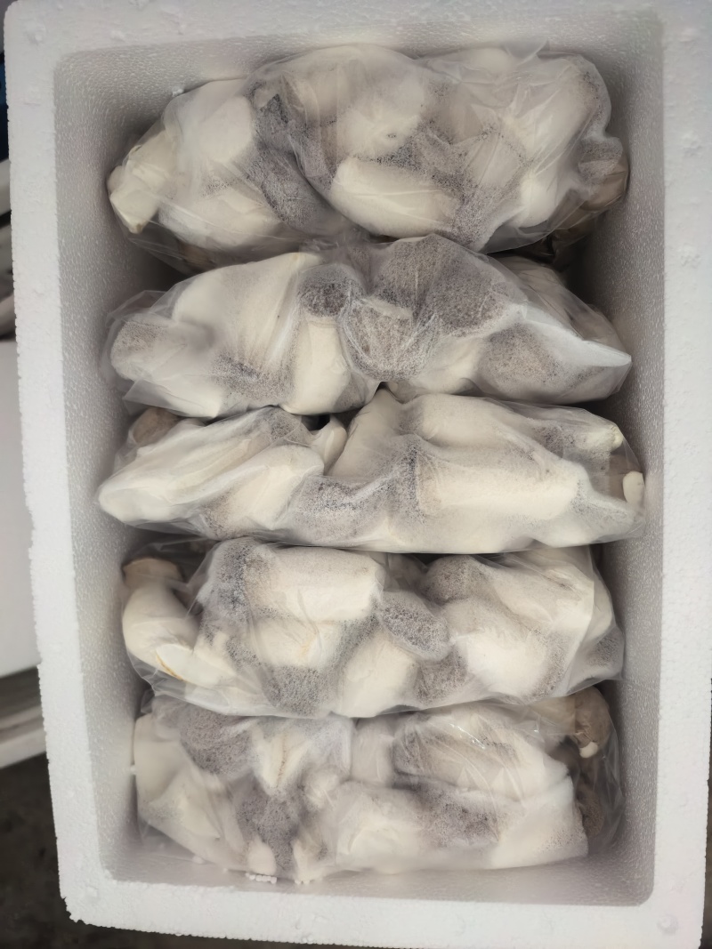 瓶栽杏鲍菇，大包规，口感好，菇型好