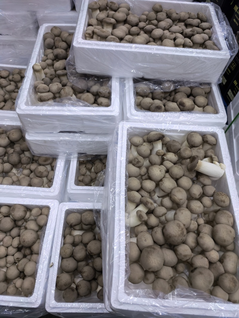 瓶栽杏鲍菇，大包规，口感好，菇型好
