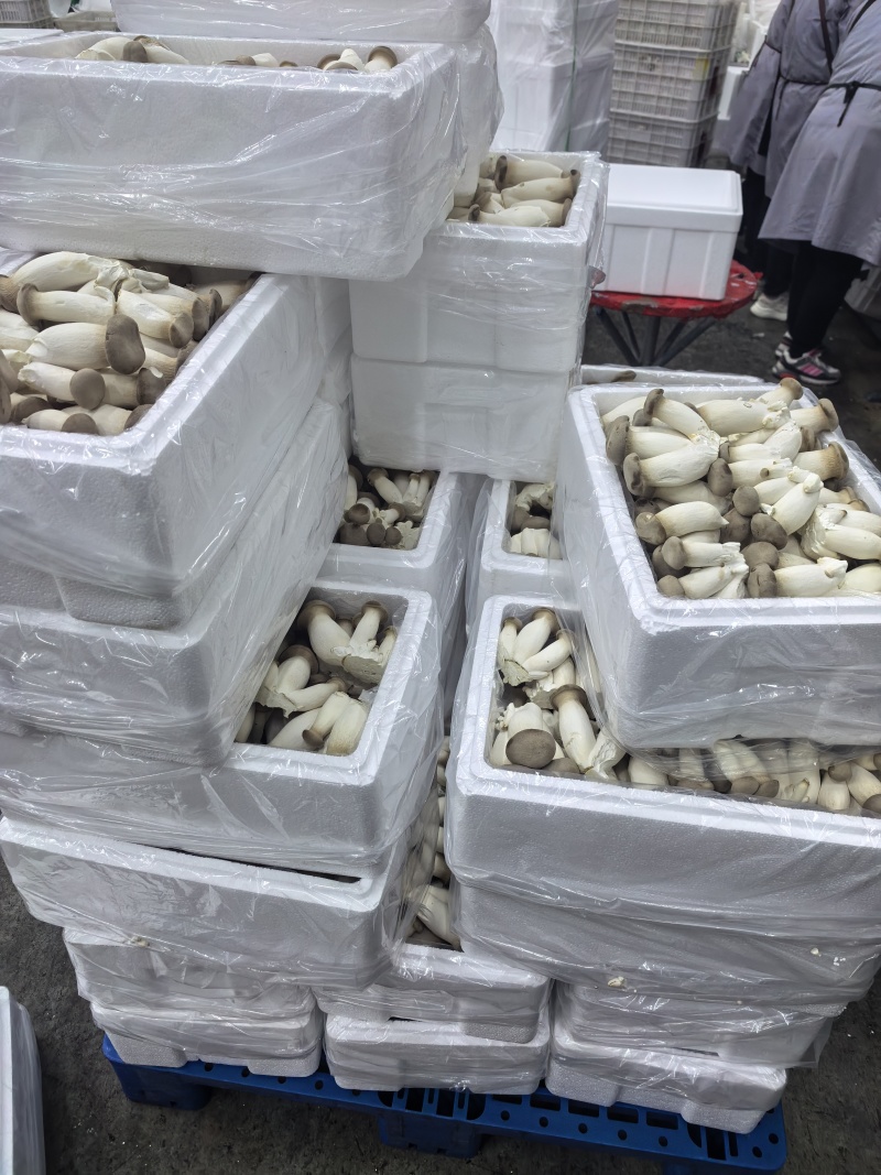 瓶栽杏鲍菇，大包规，口感好，菇型好