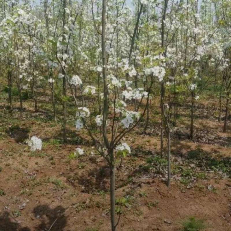 基地大量出售4-8公分梨树苗存活率高提供技术指导