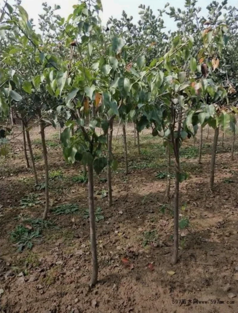 基地大量出售4-8公分梨树苗存活率高提供技术指导