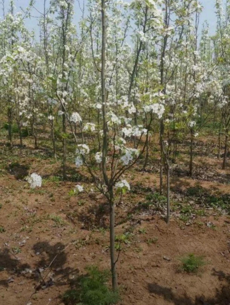 基地大量出售4-8公分梨树苗存活率高提供技术指导