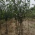 基地大量出售4-8公分梨树苗存活率高提供技术指导