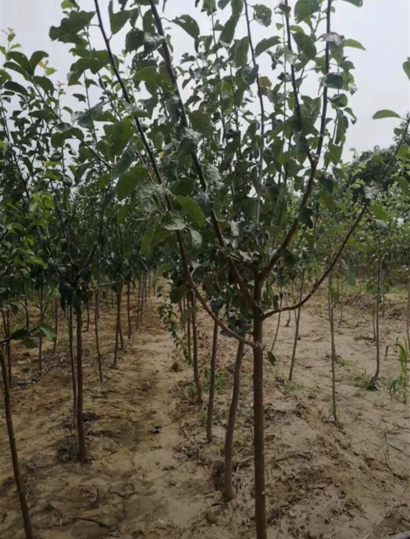 基地大量出售4-8公分梨树苗存活率高提供技术指导