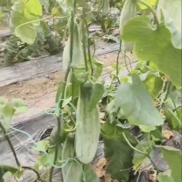 羊角蜜博大量上市需要的联系我每天大量供应，欢迎电商咨询。