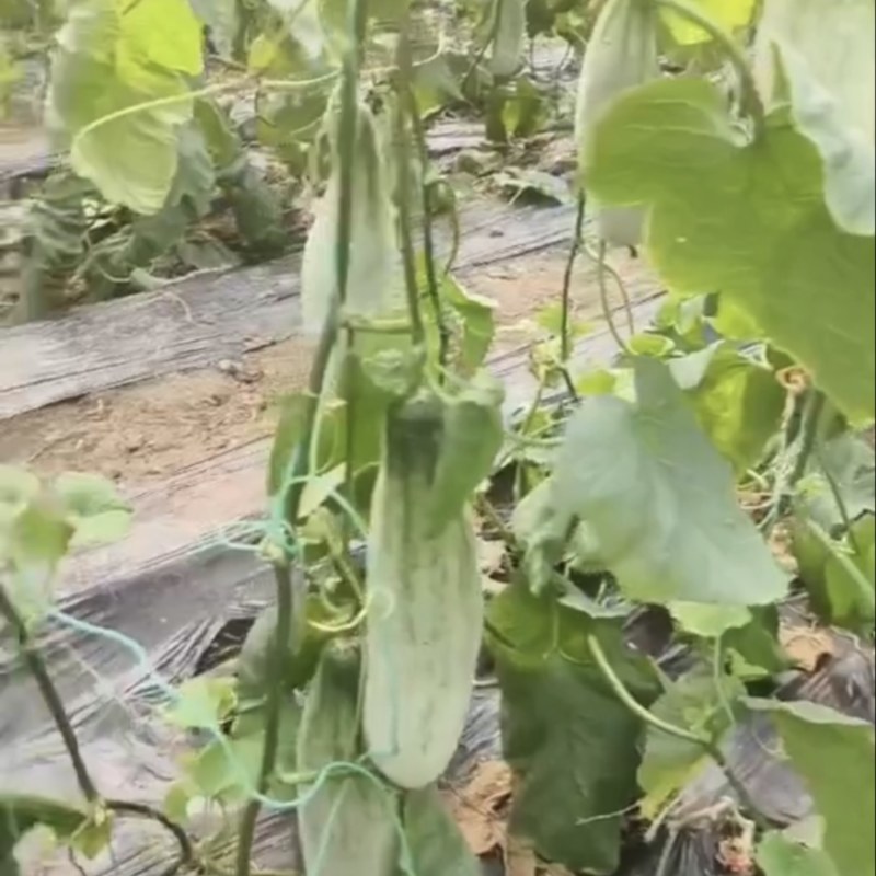 羊角蜜博大量上市需要的联系我每天大量供应，欢迎电商咨询。